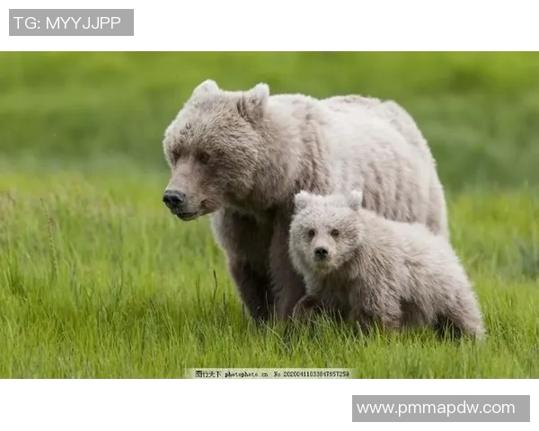 灰熊栖息地与行为研究：探索北美最大的陆地食肉动物生活习性